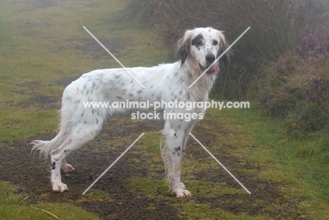 Working English Setter in mist