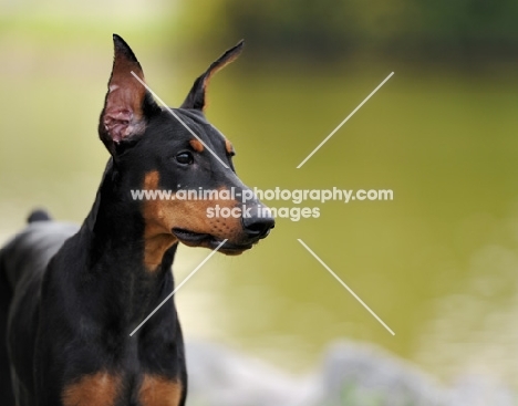 Dobermann with cropped ears
