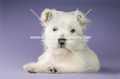 West Highland White puppy on purple background