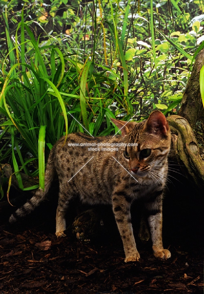 bengal with greenery