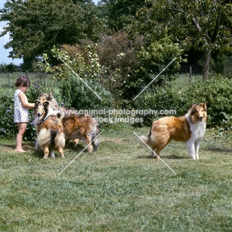 child with group of rough collies