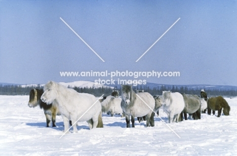 yakut ponies standing together in snow in russia