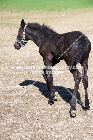 Friesian foal wearing halter