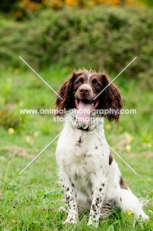 English Springer Spaniel