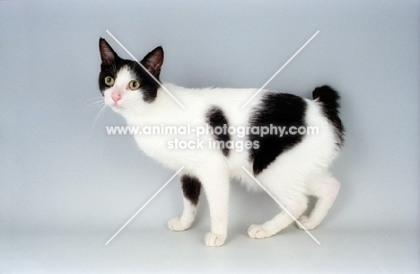 black and white Japanese Bobtail cat on grey background