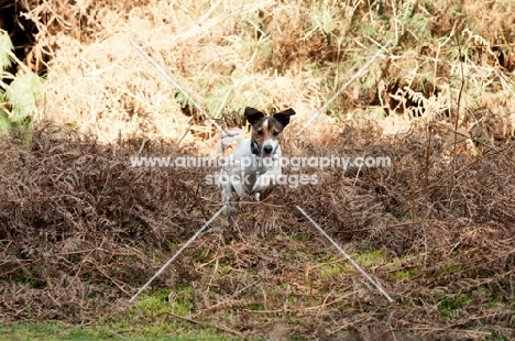 JRT running through dead Fern in woods