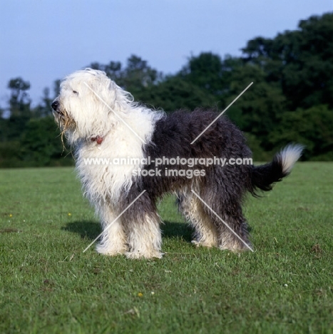undocked old english sheepdog standing on grass