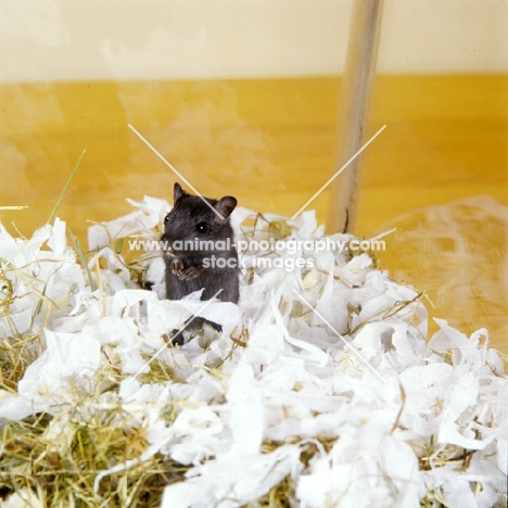 little black gerbil with shredded paper and hay bedding