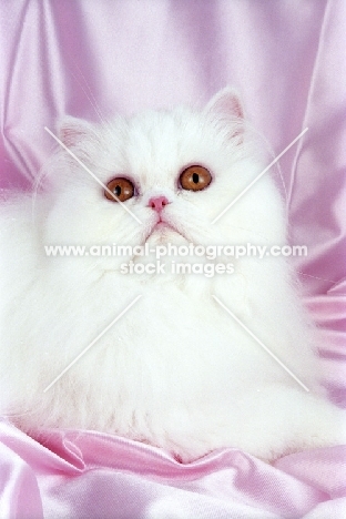 orange eyed white Persian looking up