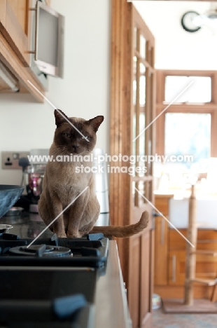 Burmese cat sitting on worktop