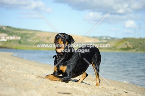Rottweiler bowing
