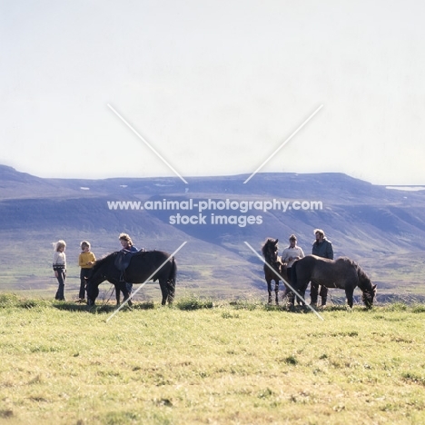 Iceland Horses at Sauderkrokur with people