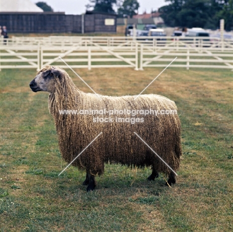 teeswater sheep side view