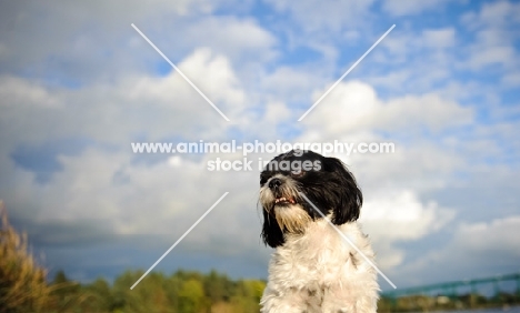 black and white Shih Tzu with clouds in background