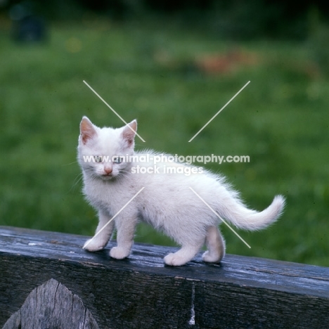 odd eyed white long hair kitten standing on a beam