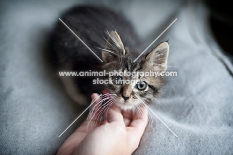 hand scratching maine coon kitten's chin