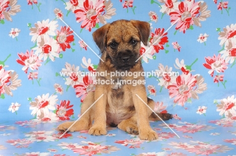 Border Terrier puppy on flowery paper