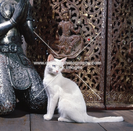 Kao Manee cat, sitting near buddha statue