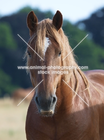 Suffolk Punch portrait