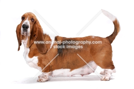 Basset Hound, Australian Champion