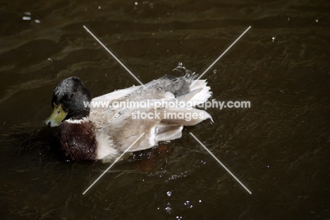 male Call duck