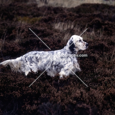 english setter standing in heather
