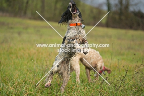 English Springer Spaniel jumping to catch a stick