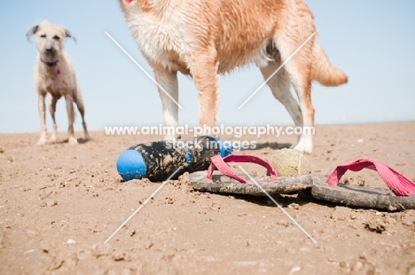 two mongrels on beach