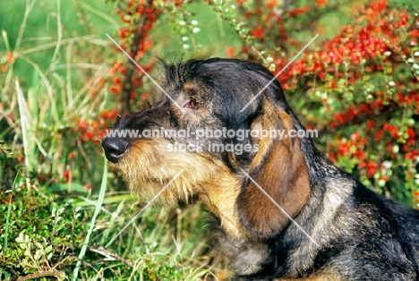 leighbridge just a jest, wirehaired dachshund in colourful scene
