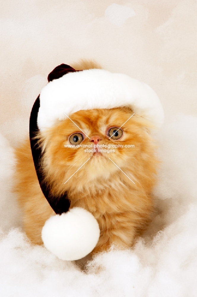 red Persian kitten with a christmas hat on