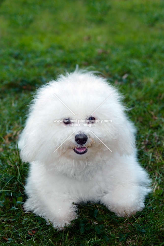 white bichon sitting in grass