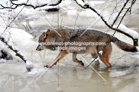 Wolf walking