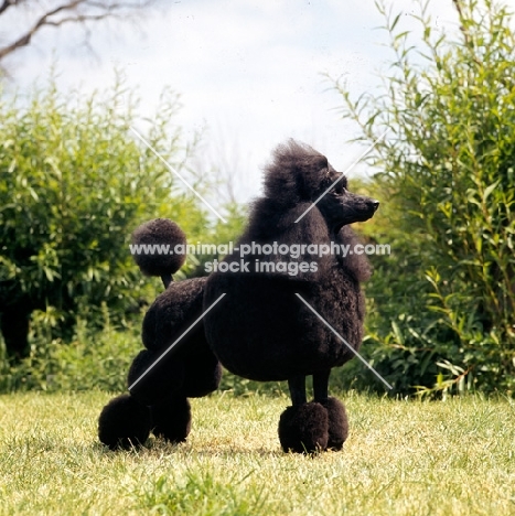 standard poodle in show pose