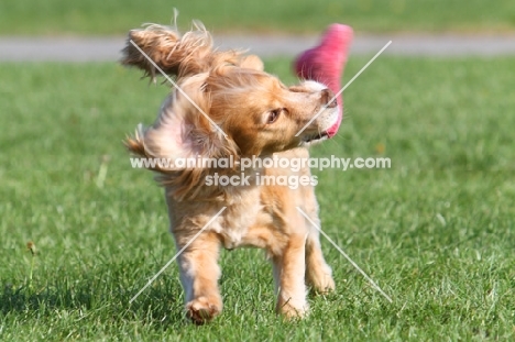 young English Cocker Spaniel retrieving