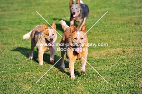 Australian Cattle Dogs running pack