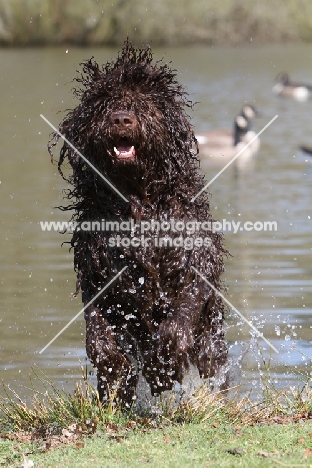 Barbet running out of water