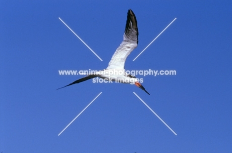 black skimmer flying