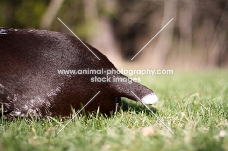 German Shorthaired Pointer docked tail