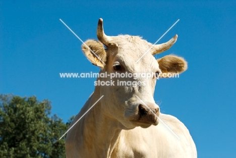 blonde d'aquitaine cow in france