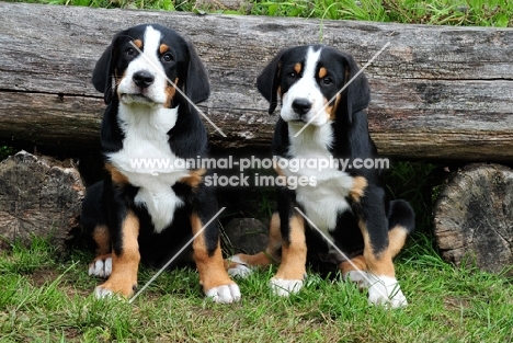 two Great Swiss Mountain dog puppies