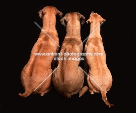 three Rhodesian Ridgebacks, back view