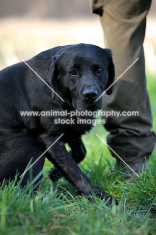 black labrador sitting near owner with intense expression