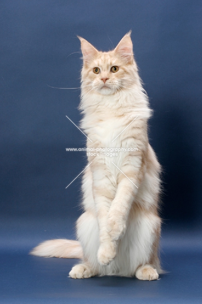 Maine Coon cat, Cream Silver Classic Tabby colour, standing on hind legs