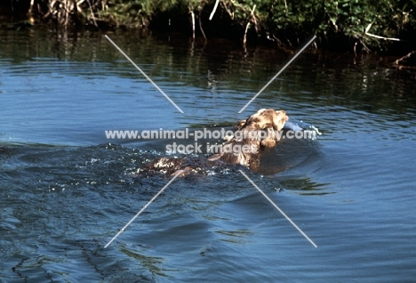 longhaired weimaraner swimming towards riverbank carrying dummy