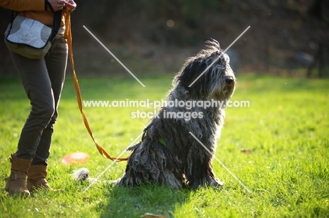 Bergamasco shepherd sitting in a field with owner