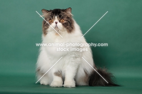 Brown Mackerel Tabby & White Persian on green background