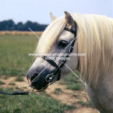 tempest of hutton, shetland pony stallion head study