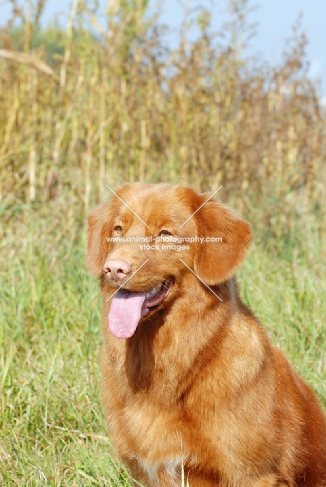 nova scotia duck tolling retriever portrait