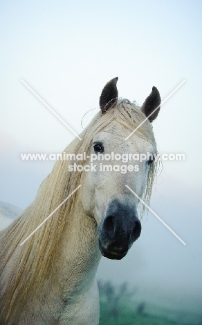 Portrait of Andalusian.