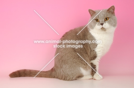 british shorthair, bi-coloured lilac and white